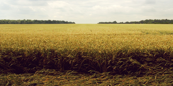 Conociendo Al Consumidor Agrícola: Camino A La Concentración